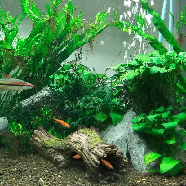 Decora tu acuario con el Tronco resina sintética DECOR. Ofrece protección y calidad